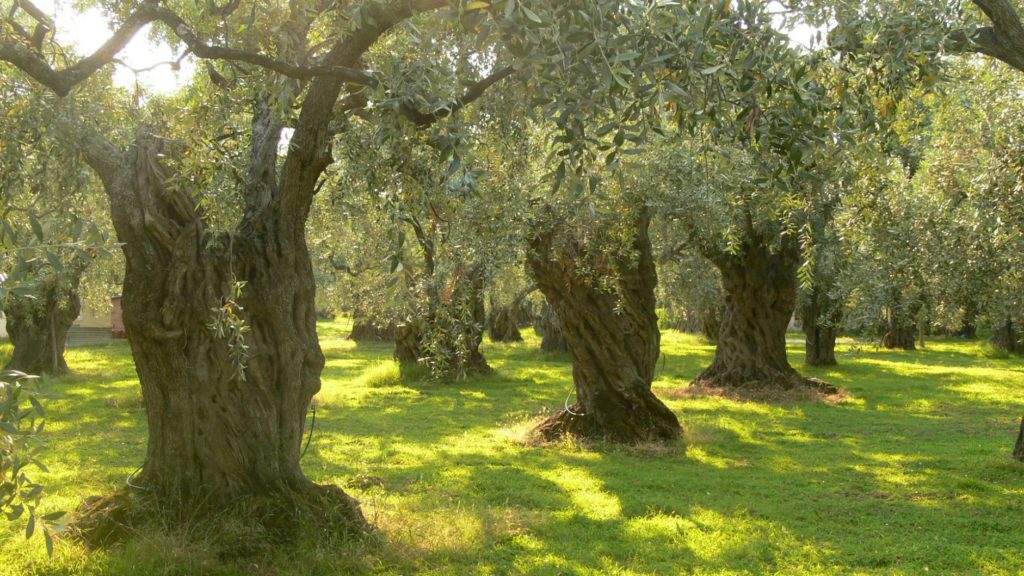 Oliveira