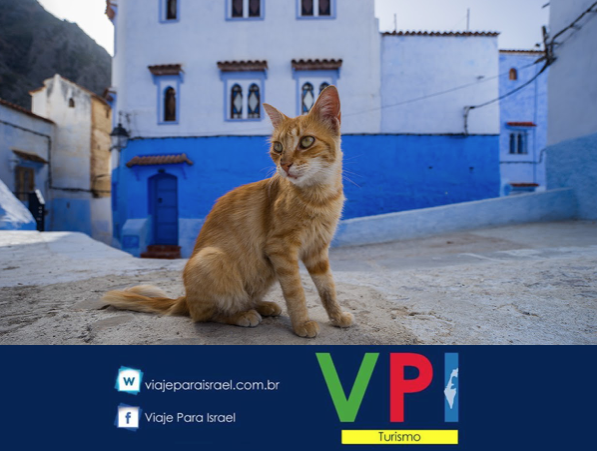 OS ANIMAIS EM MARROCOS- VPI TURISMO- EXCURSÕES