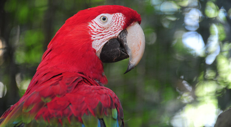 PARQUE DAS AVES, FOZ DO IGUAÇU